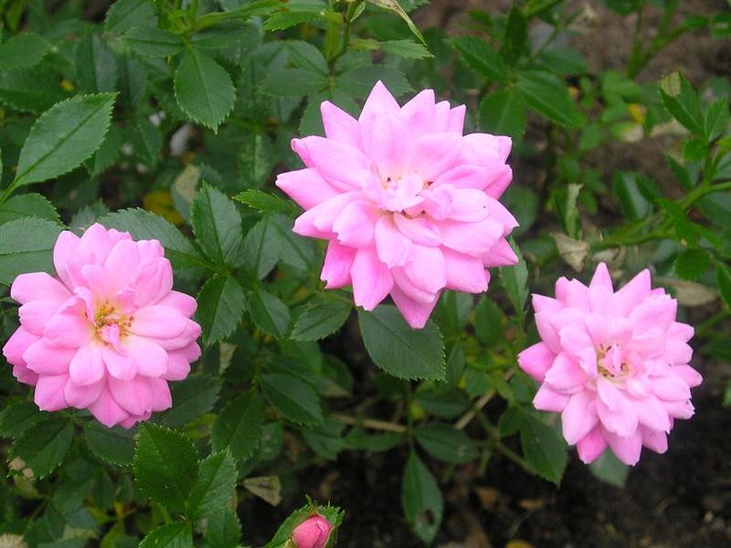 ROSA EASY COVER