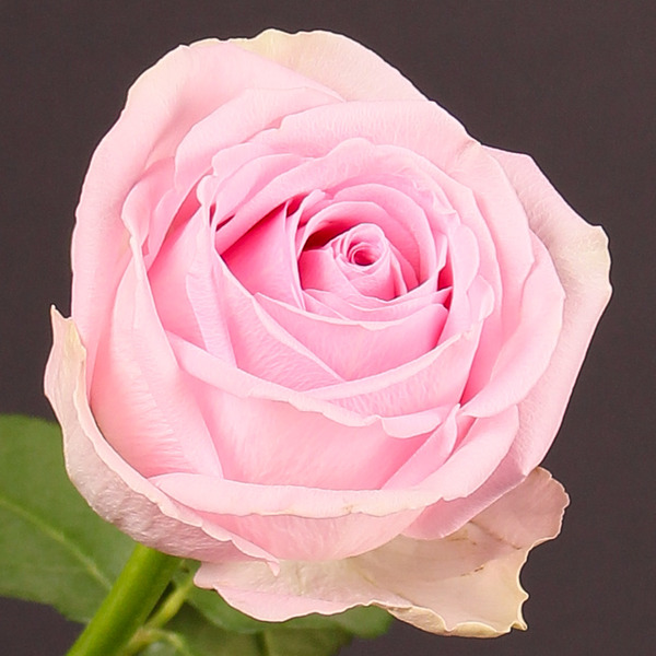 ROSA HEIDI
