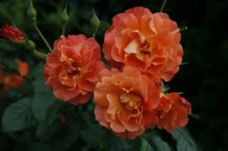 ROSA KORLAWE