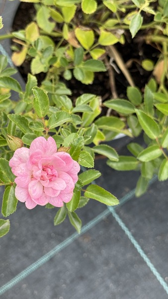 ROSA LOVELY FAIRY