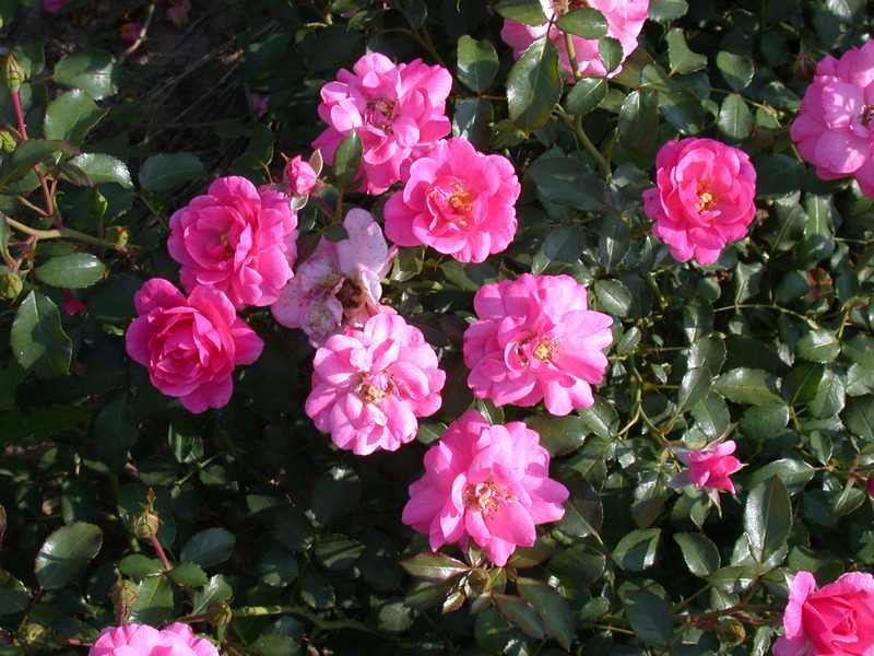 ROSA MIRATO