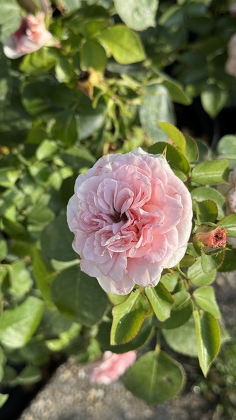 ROSA MOSCHINO