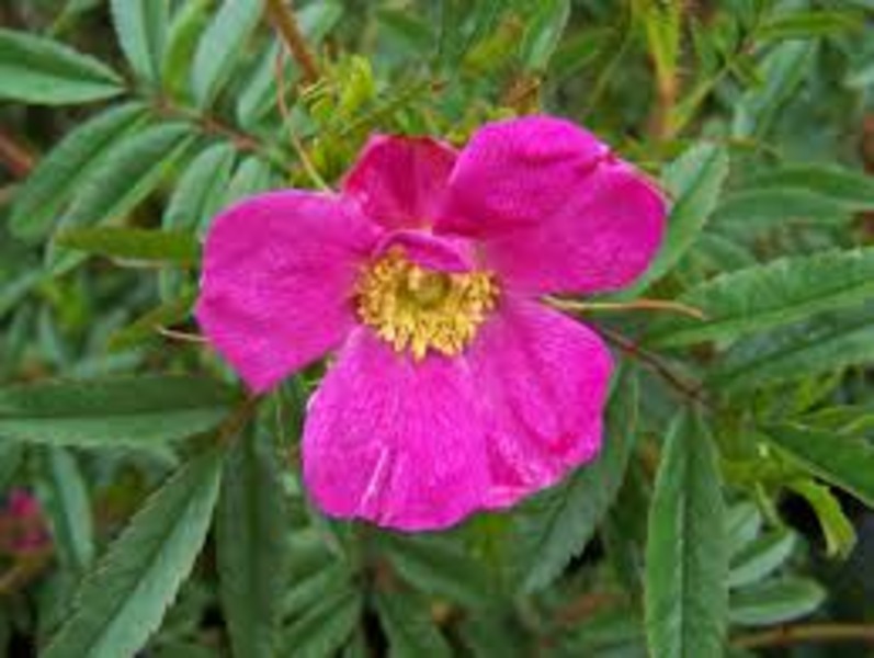 ROSA NITIDA