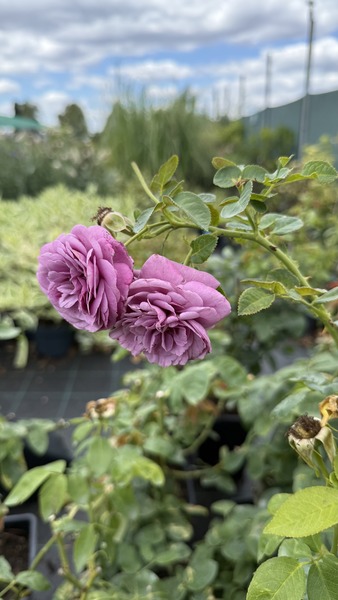 ROSA OLD PORT