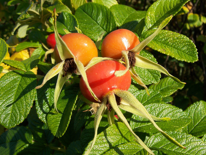 ROSA RUGOSA