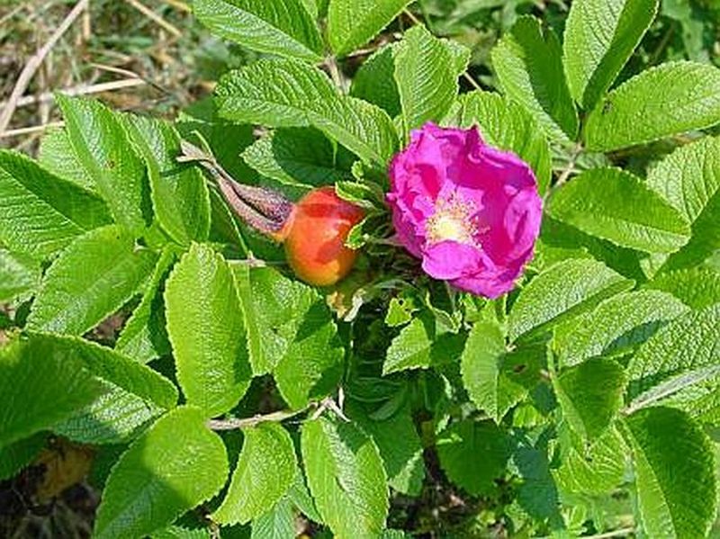 ROSA RUGOSA