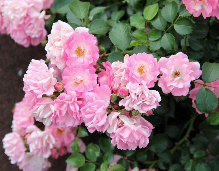 ROSA SATINA