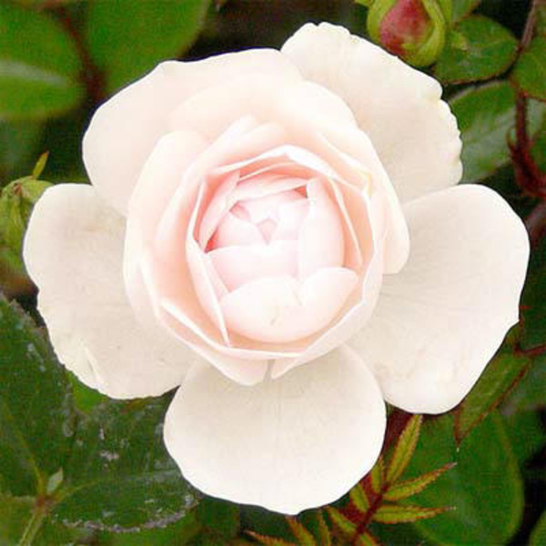ROSA SEA FOAM