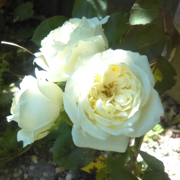 ROSA VIRGO
