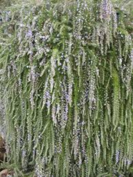 ROSMARINUS OFFICINALIS BOULÉ