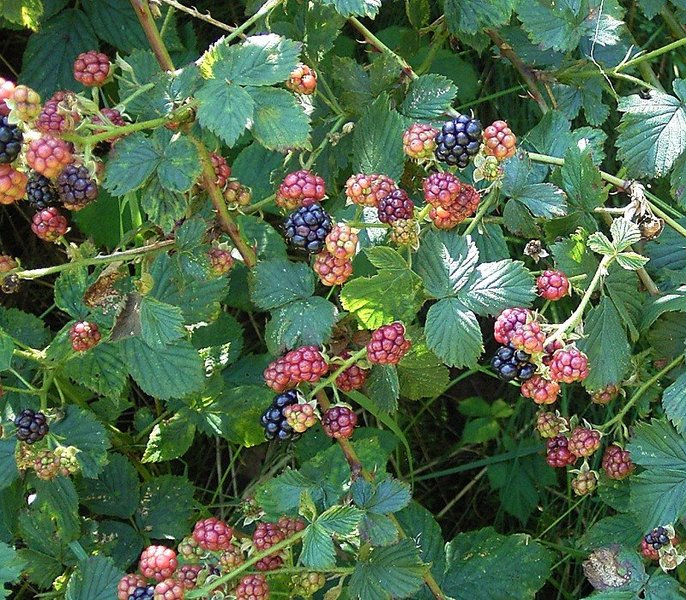 RUBUS FRUTICOSUS SP.