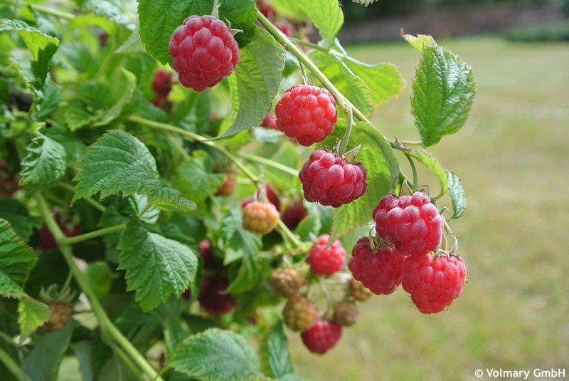 RUBUS IDAEUS