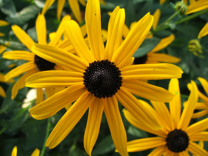 RUDBECKIA FULGIDA