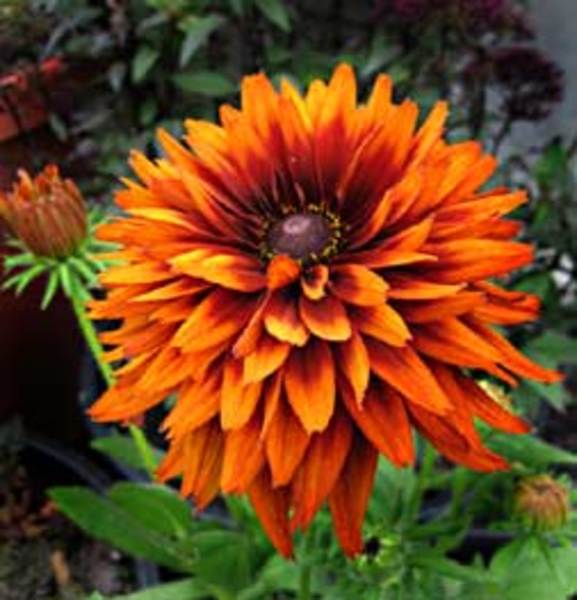 RUDBECKIA HIRTA CHEROKEE SUNS.