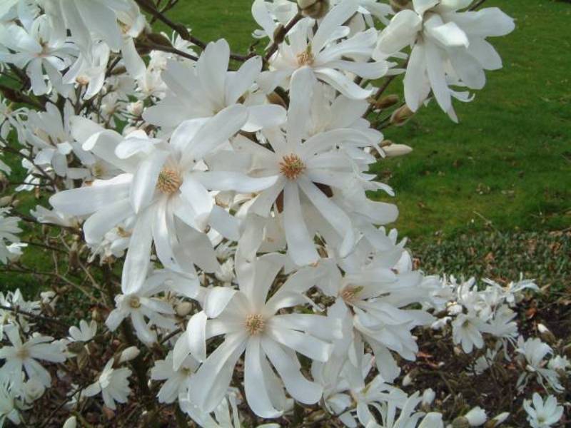 MAGNOLIA STELLATA ROYAL STAR