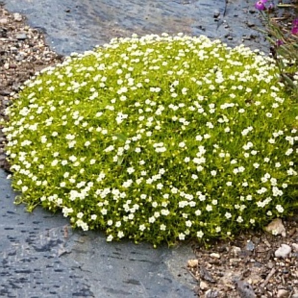 SAGINA SUBULATA AUREA