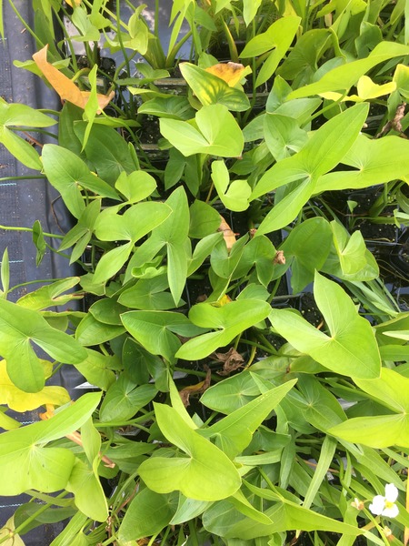 SAGITTARIA LATIFOLIA