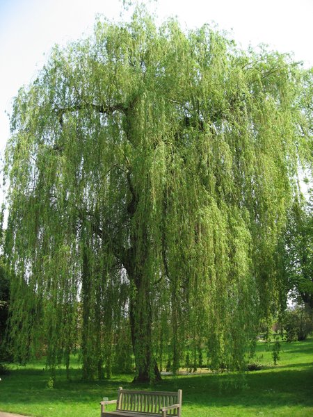 SALIX ALBA TRISTIS