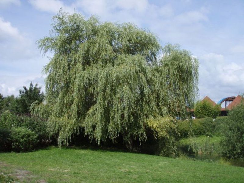 SALIX ALBA TRISTIS