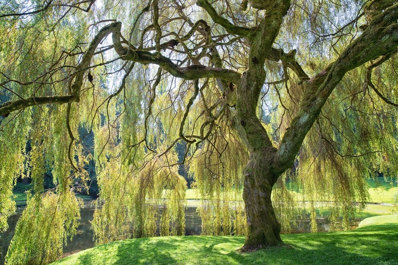 SALIX BABILONICA
