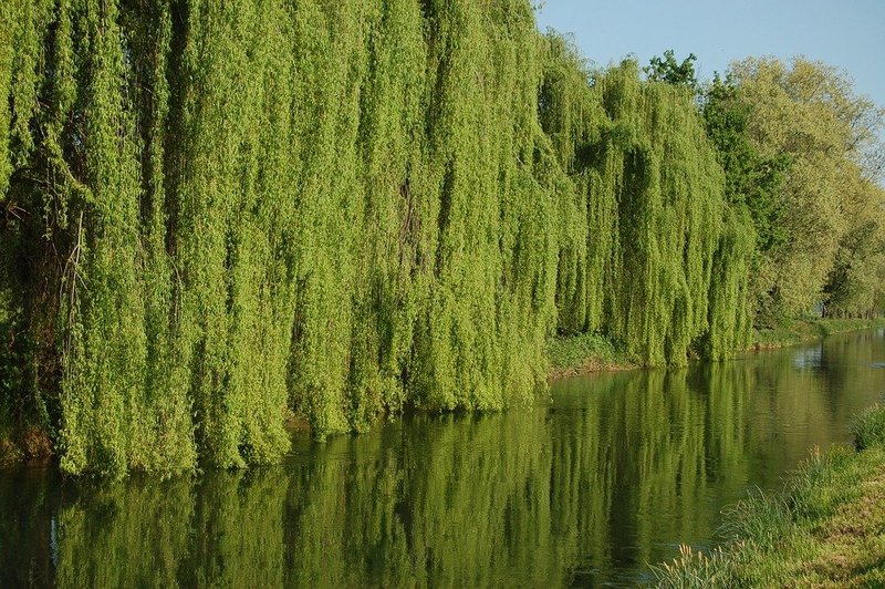 SALIX BABILONICA