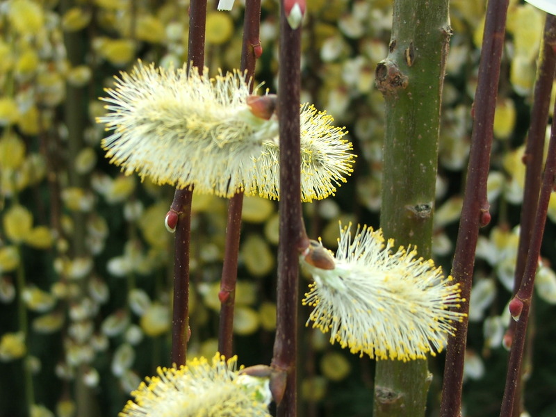 SALIX CAPREA PENDULA