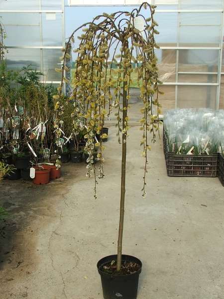 SALIX CAPREA PENDULA