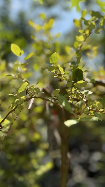 SALIX CAPREA PENDULA