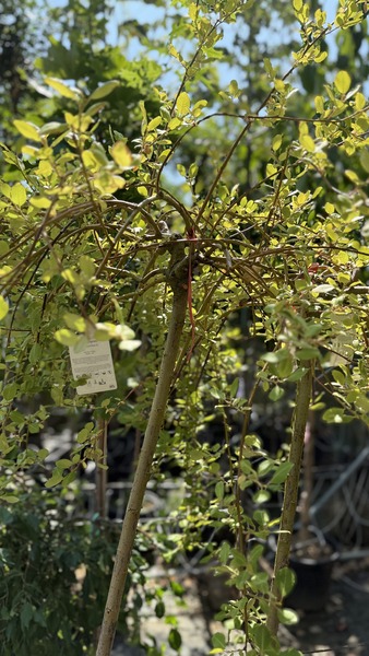SALIX CAPREA PENDULA