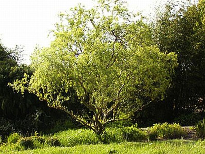 SALIX ERYTHROFLEXUOSA