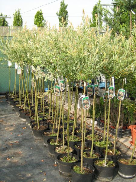 SALIX INTEGRA HAKURO NISHIKI