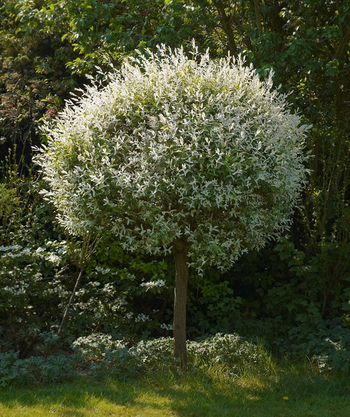 SALIX INTEGRA HAKURO NISHIKI