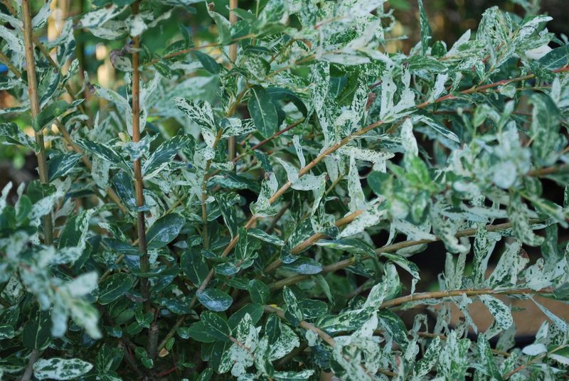 SALIX INTEGRA HAKURO NISHIKI