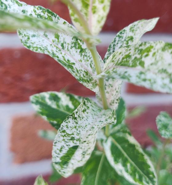 SALIX INTEGRA HAKURO NISHIKI