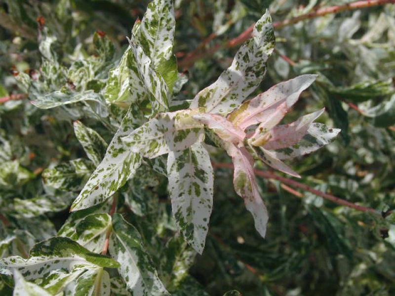 SALIX INTEGRA HAKURO NISHIKI