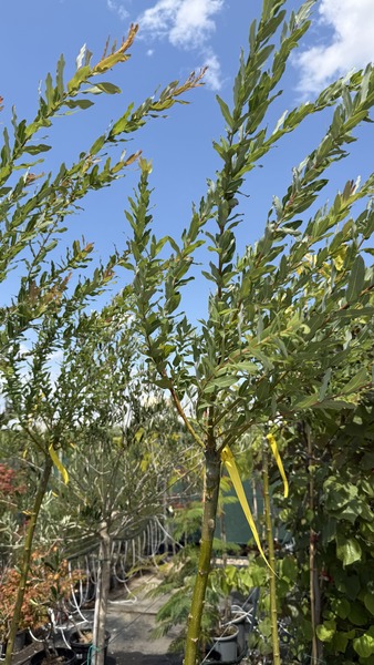 SALIX INTEGRA HAKURO NISHIKI