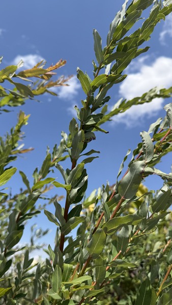 SALIX INTEGRA HAKURO NISHIKI