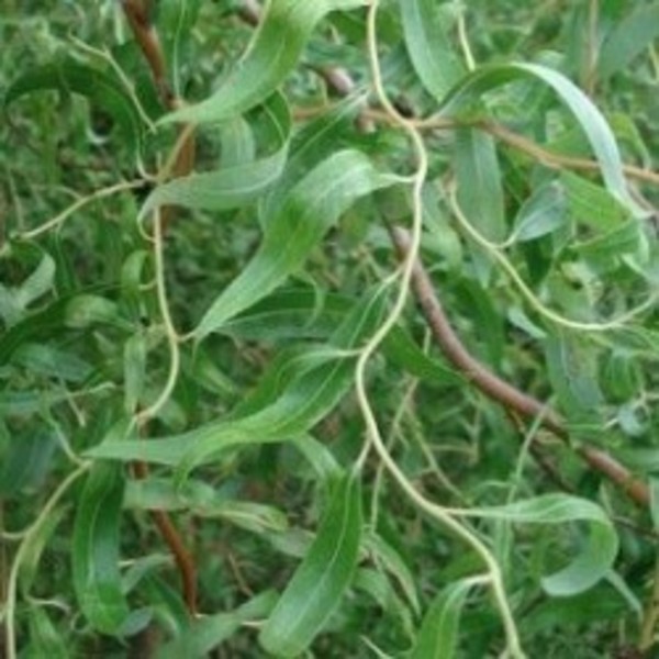 SALIX MATSUDANA TORTUOSA