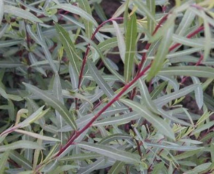 SALIX PURPUREA NANA