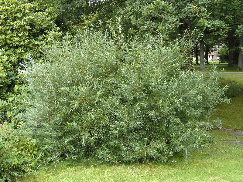 SALIX ROSMARINIFOLIA