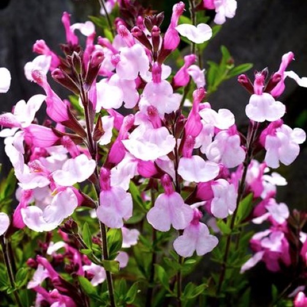 SALVIA GREGGII DYSON'S JOY