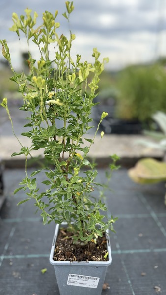 SALVIA GREGGII LEMON LIGHT