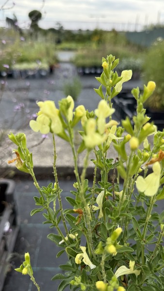 SALVIA GREGGII LEMON LIGHT