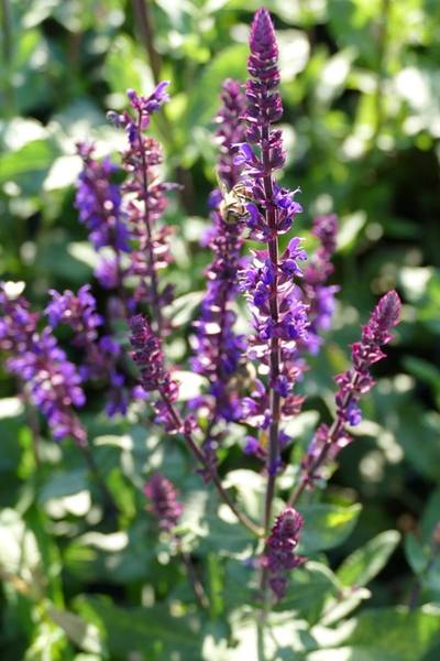 SALVIA NEMOROSA CARADONNA