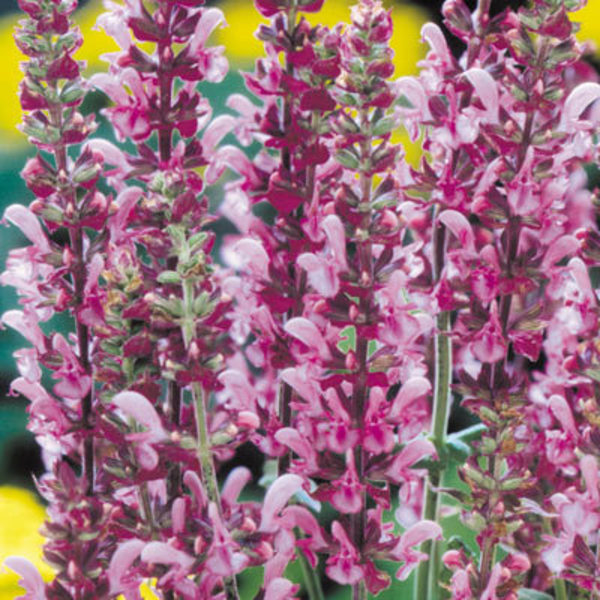 SALVIA NEMOROSA ROSE QUEEN