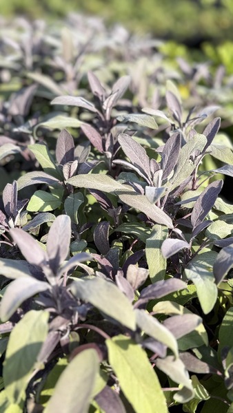 SALVIA OFF. PURPLE BEAUTY