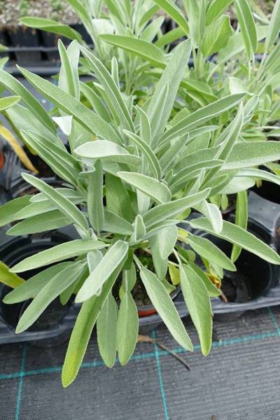 SALVIA OFFICINALIS