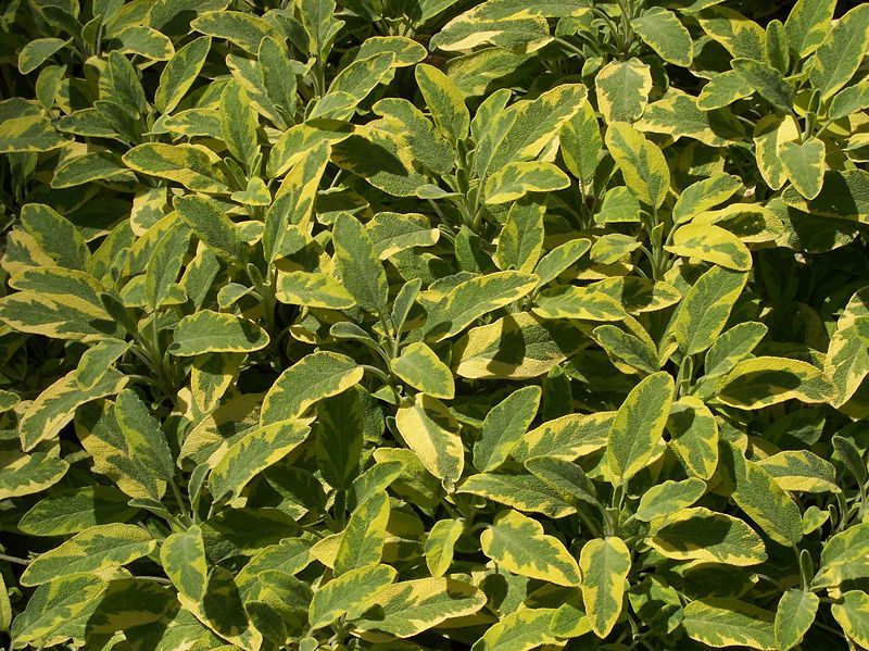 SALVIA OFFICINALIS ICTERINA