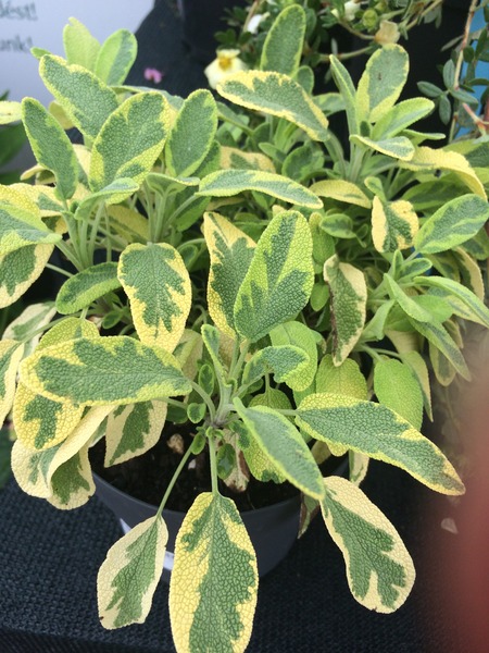 SALVIA OFFICINALIS ICTERINA