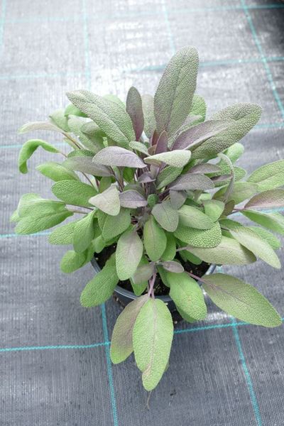 SALVIA OFFICINALIS PURPURASC.